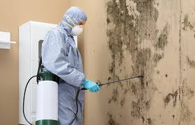 Why You Should Choose Our Mold Remediation Services in Wayne, PA